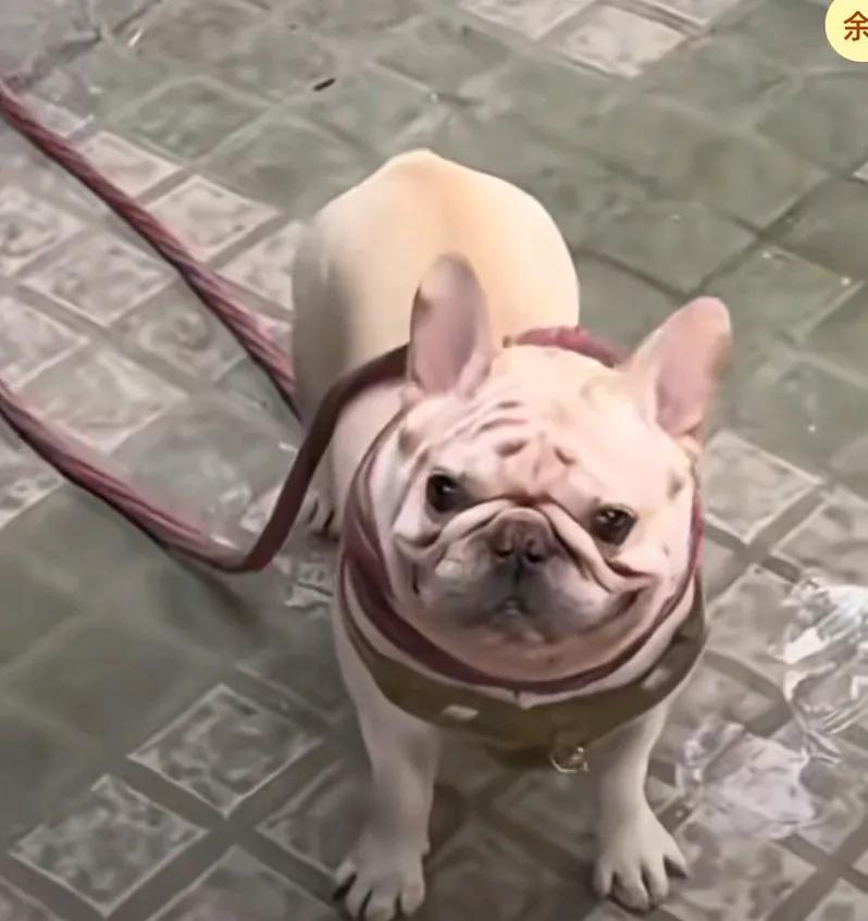 男子的狗狗狗沉迷于捡瓶子养活自己，月收入1500元，有天出去捡瓶子，40分钟