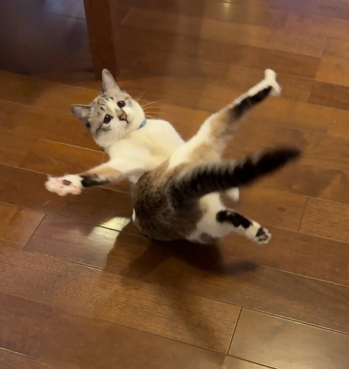 正式向大家引荐一种可爱的小猫照片：小猫摔倒图🐈meme