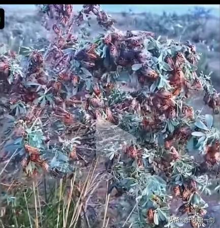 新疆伊犁遍地都是知了，太多了啊，一噜一大串，但新疆人不知道知了的价值和好处，这引