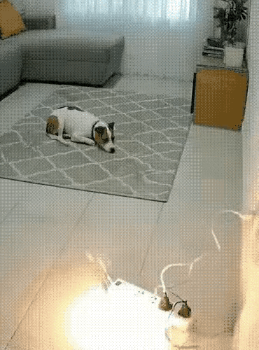 狗狗趴在地毯上休息，它的主人都不在家，就它守在家里，就在它快要睡着的时候，突然听