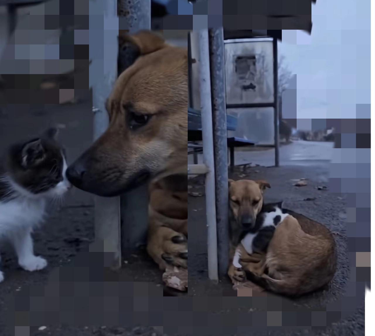 谁说弱小的生命只能各自挣扎？公交站那幕猫狗抱团取暖，狠狠戳中了我