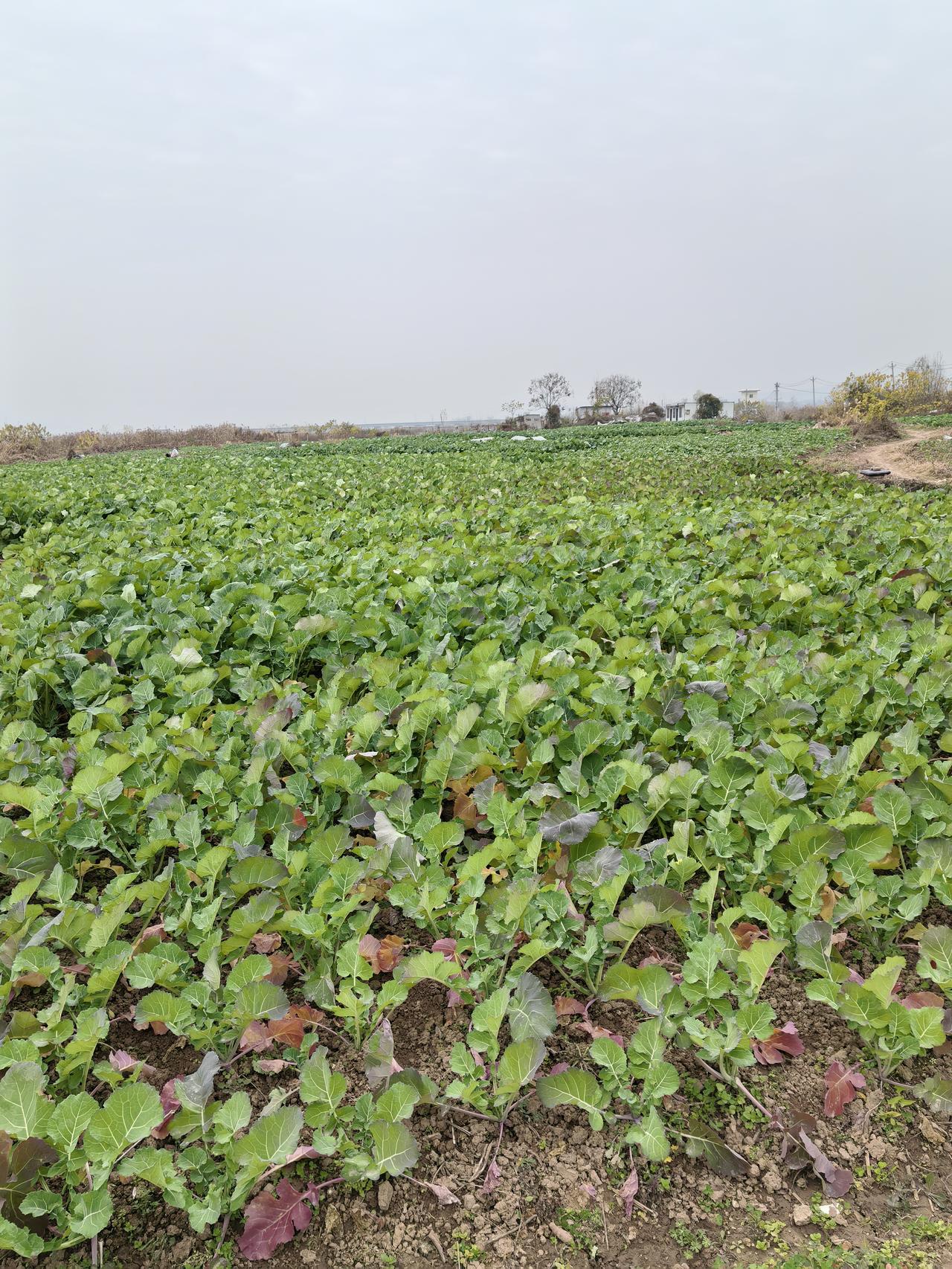 看到“春播千亩稻”这个上联，一下子就感受到了春天里农民播种的忙碌与希望。我觉得“