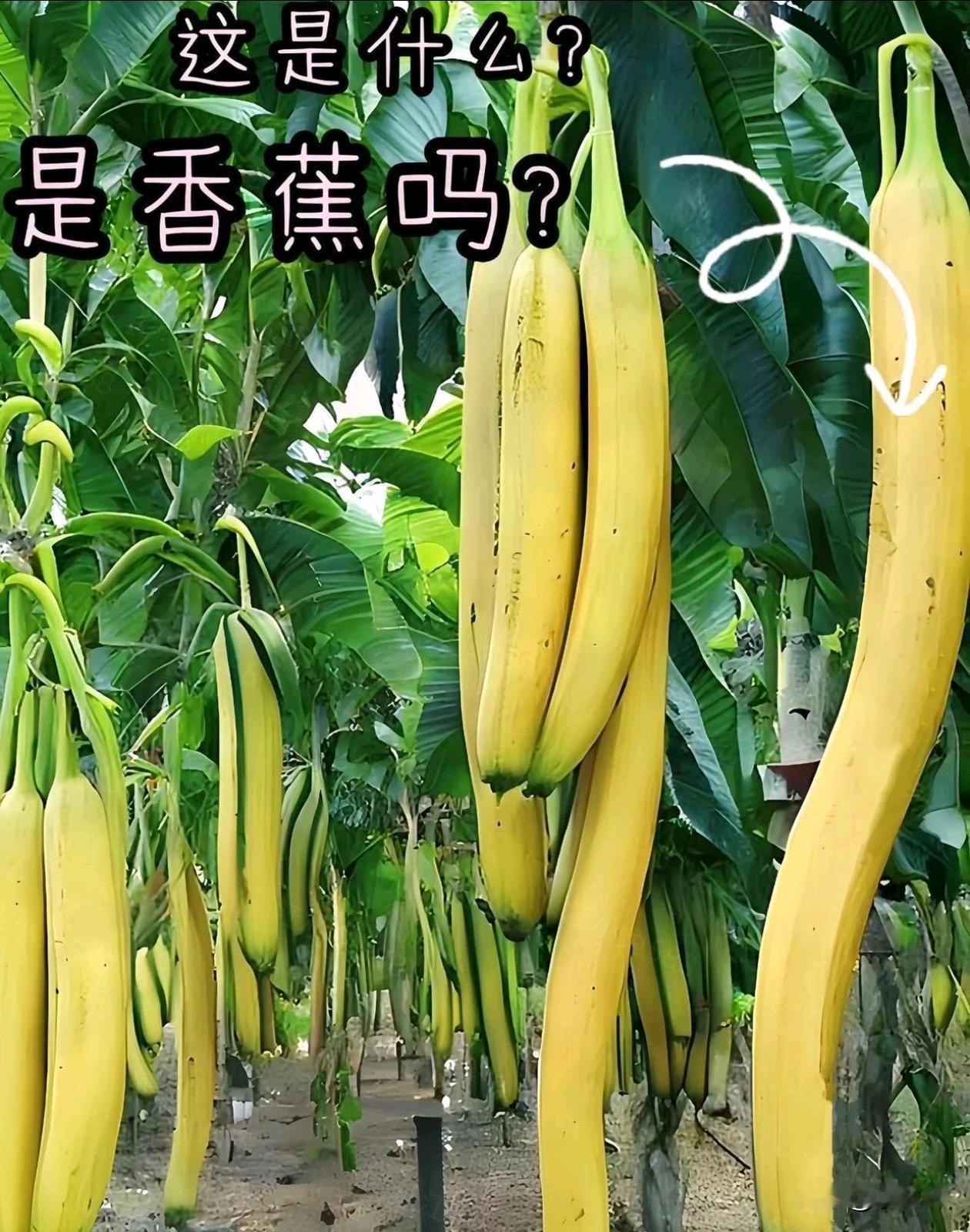 这个🍌真实存在吗？
