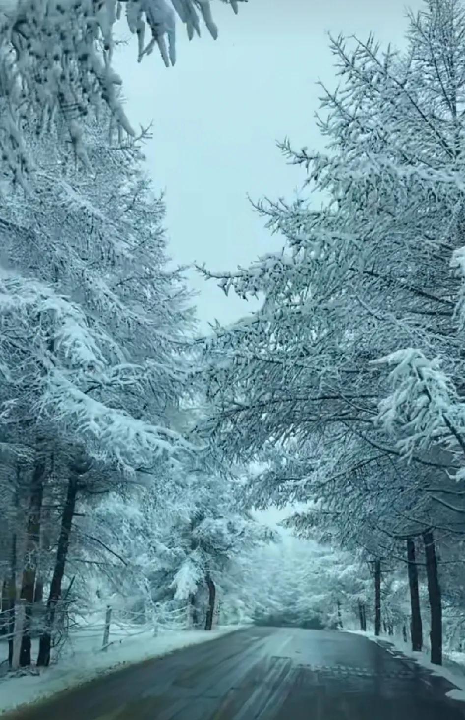 今天（5月2日），有网友直播，张家口张北草原天路下雪了，桦皮岭一带出现了树挂，银