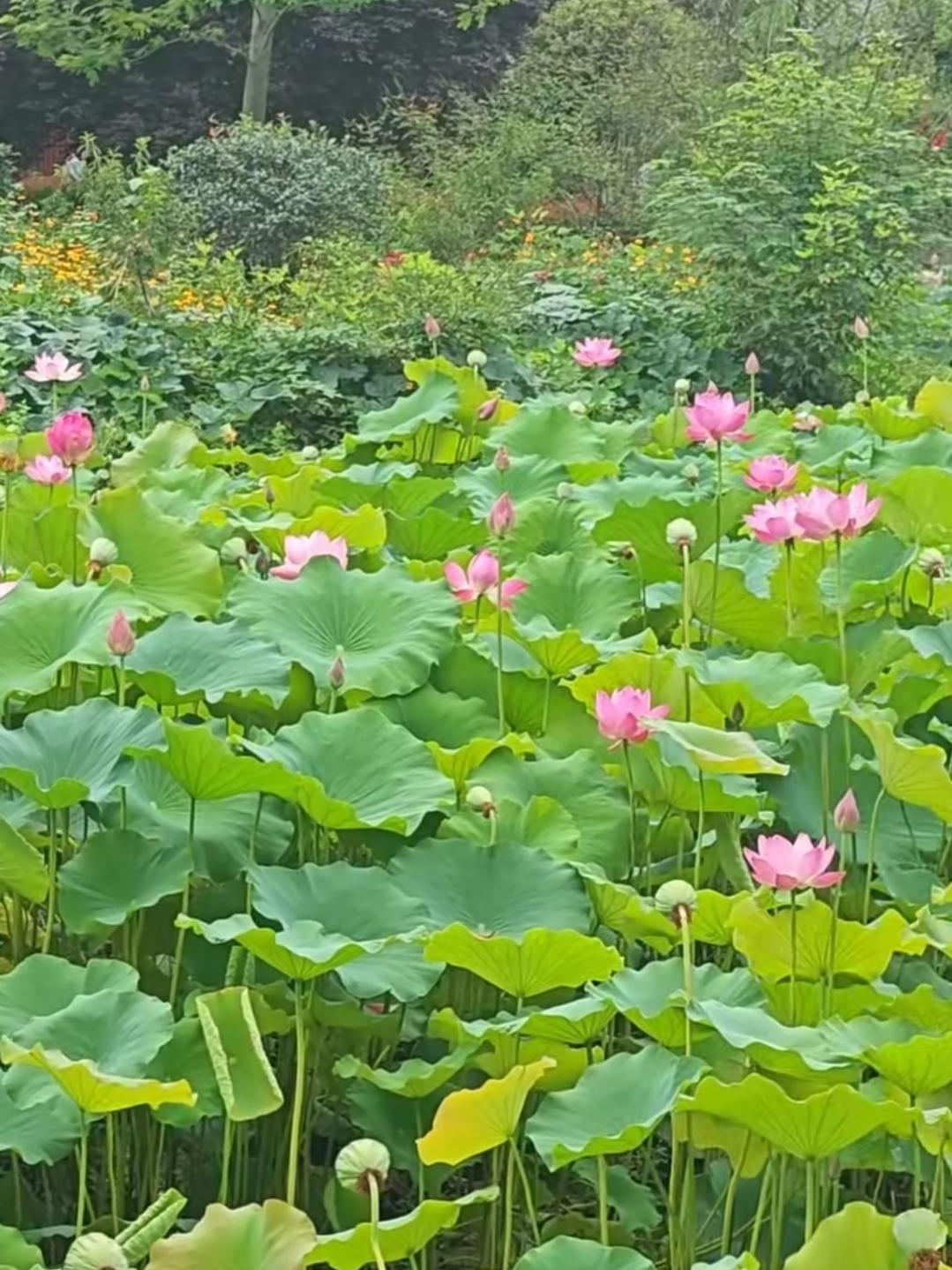 夏日荷花香满池，秋晨桂子韵盈园。盛夏时分，荷塘中荷风沁人心脾；待至秋晨，庭