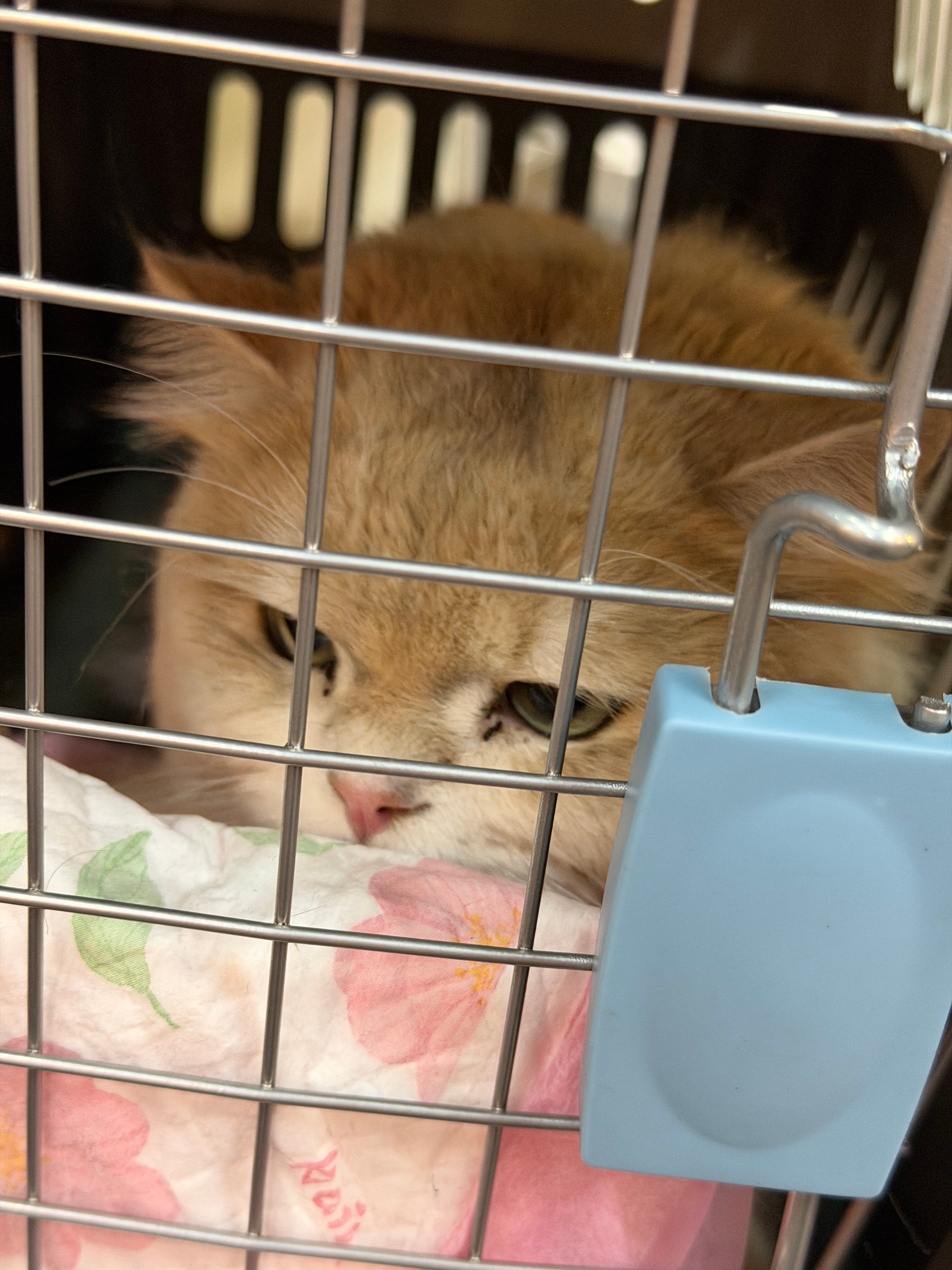 人淡淡的意志要浓浓的爬山徒步小猫