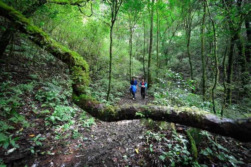 武侠小说里的瘴气竟真实存在！央视实测：成分已锁定，看完不敢乱进山看武侠剧时