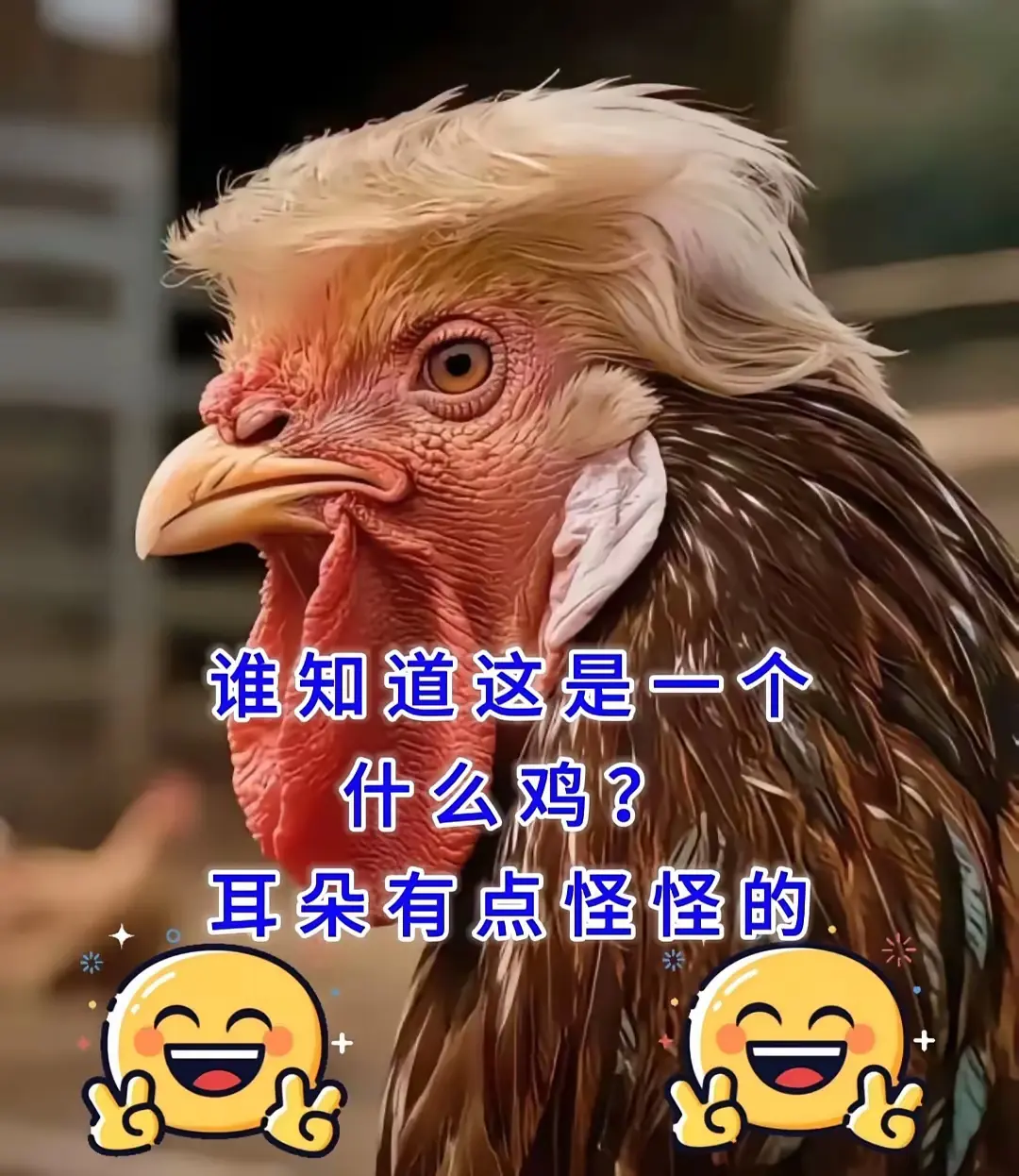 网上看到这个图片，有知道这是个什么鸡？评论区告诉我