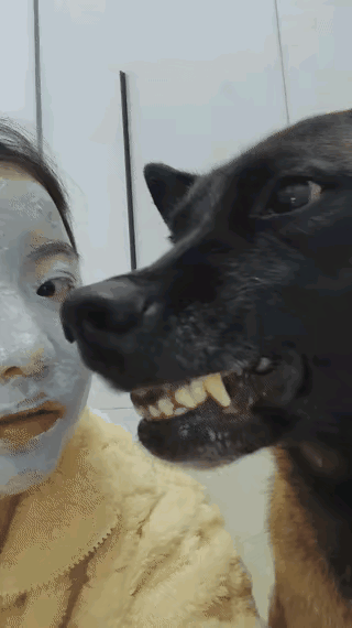 笑喷了！谁能想到一张面膜，竟把狗子整得怀疑狗生！女子