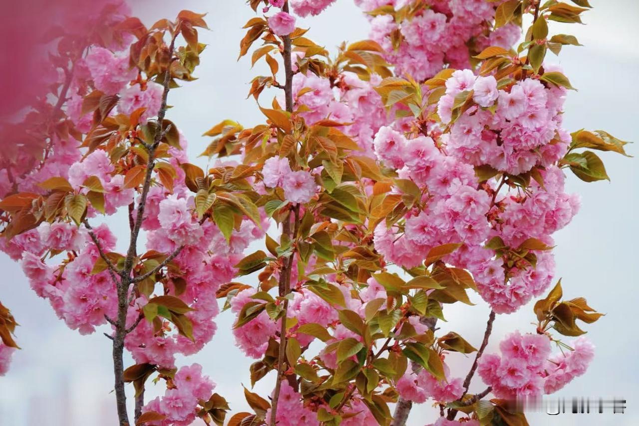 外孙现在是三年级，会使用一些成语了，但对成语的使用环境还不是特别贴切。每逢周末如