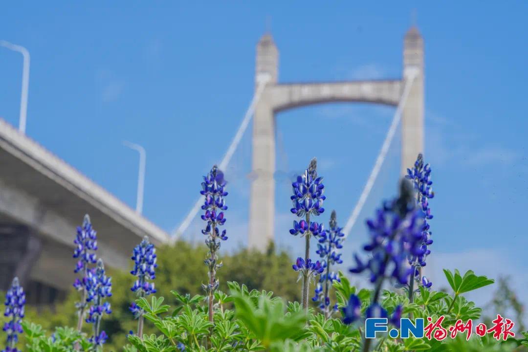 花海公园4000平方米鲁冰花盛放近日，福州花海公园首次试种的鲁冰花进入盛花期，4