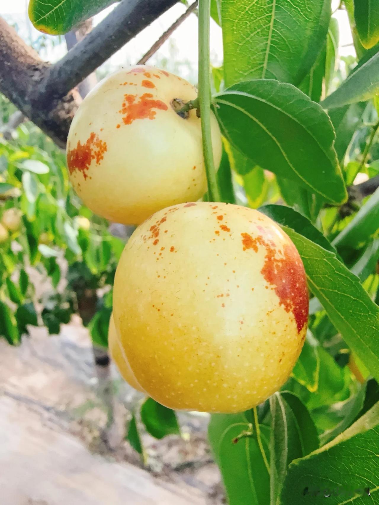 大荔冬枣，这可不只是枣，这是黄土高原上结出的“活宝石”。你尝一口就懂了：皮薄