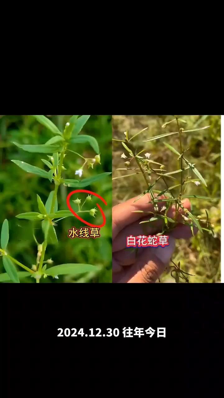 💊益母草和艾草真的很像，教你3个方法轻松区分！1️⃣叶片形状：益母草叶子呈掌