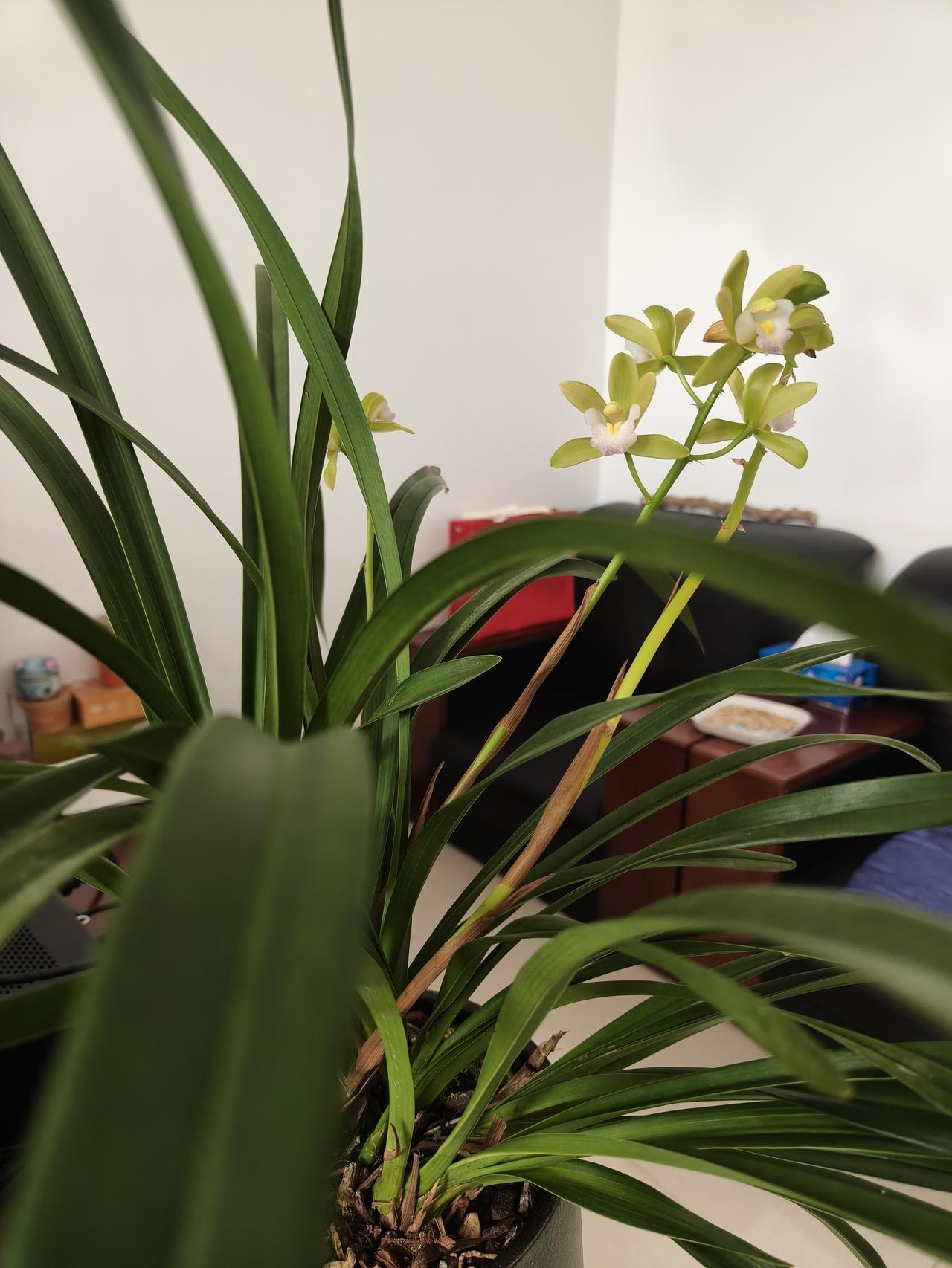 雨斋养兰花那么多年也没见开过花，别人养的好我拽过来自当是我养的。