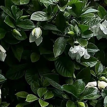 0000彼岸花的种植方法一、土壤要求：彼岸花适宜生长在疏松、肥沃、排水良好的酸性