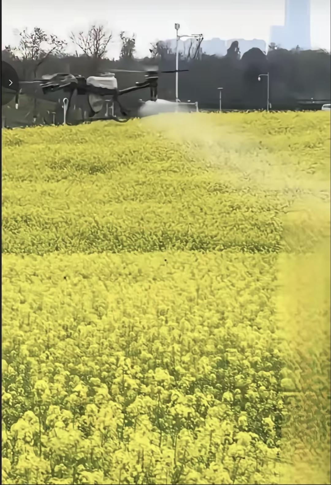 油菜花开得正旺，无人机嗡嗡飞过，蜜蜂却一地躺倒。这事发生在2026年3月中旬，