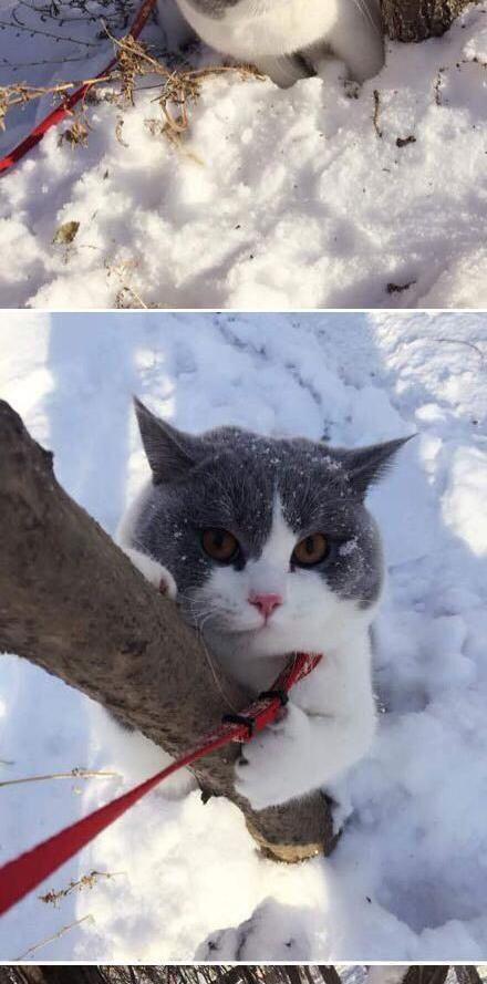 下雪后铲屎官出来遛猫，这天走着走着，猫咪突然跳到了树上，原来……