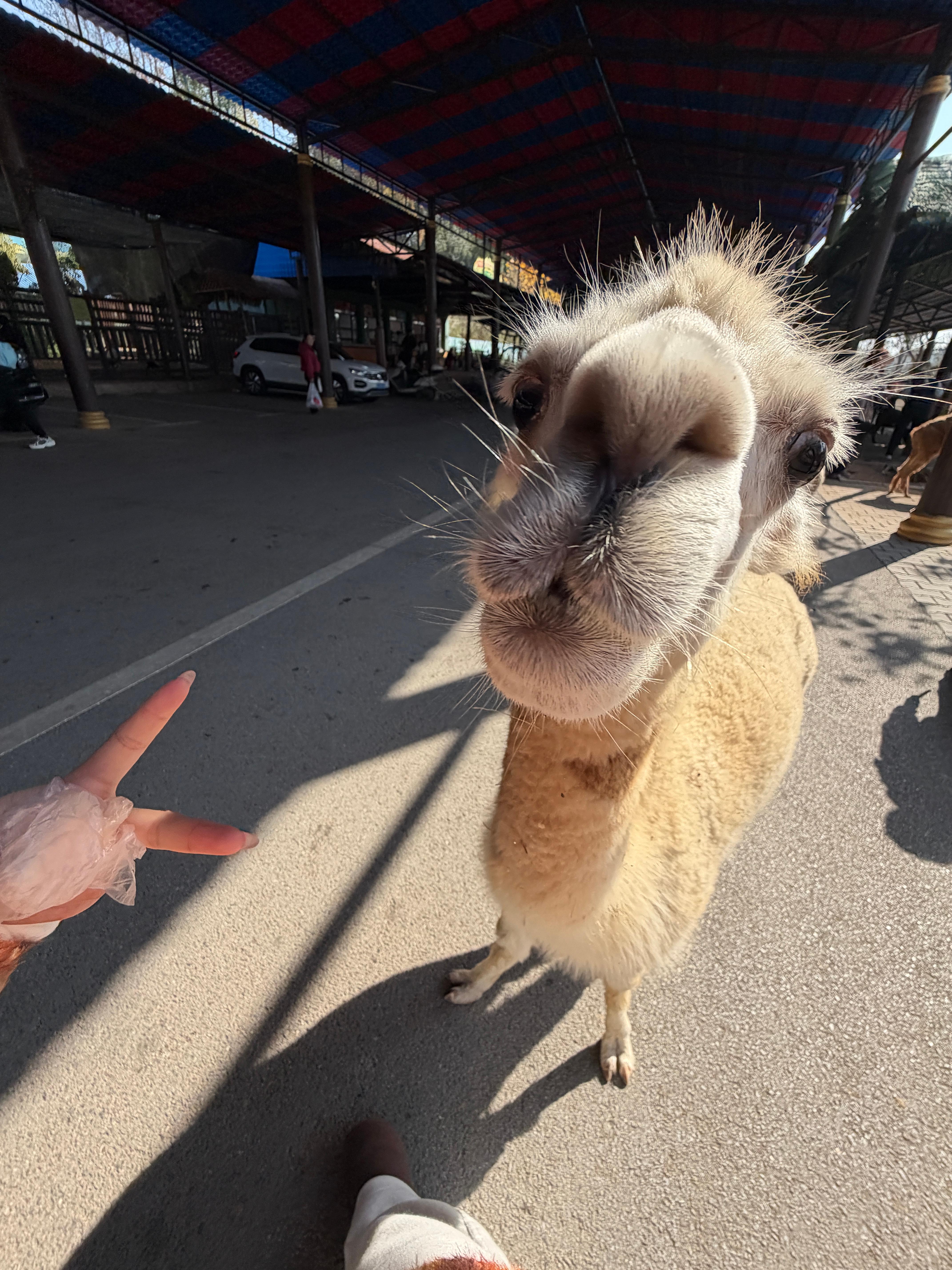 分享一张得意之作