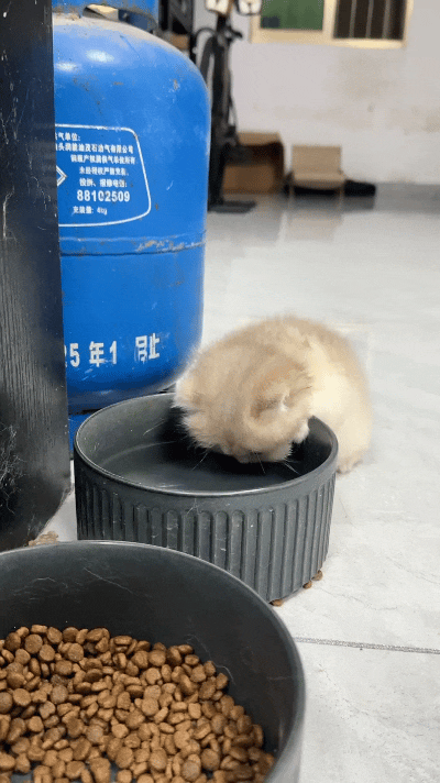 瞅这只小奶猫喝水嘞模样，真是憨态可掬。因为脖子短，它每舔一口水都得猛地抬起脑袋，