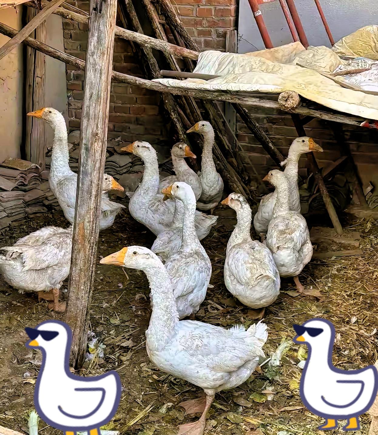 我公婆养了500只鹅，吃了3万元的玉米和饲料，昨天都卖掉了。买鹅的是个外地来的贩