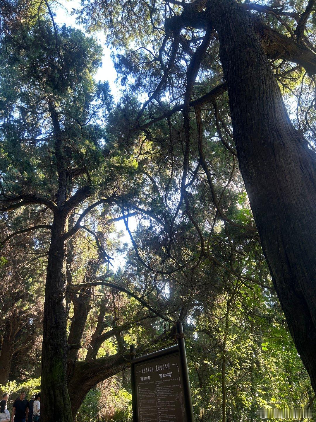 胆汁淤积性肝病，要吃一个特效药，过去很贵，基本上算终身用药，今天一患者来开药，也