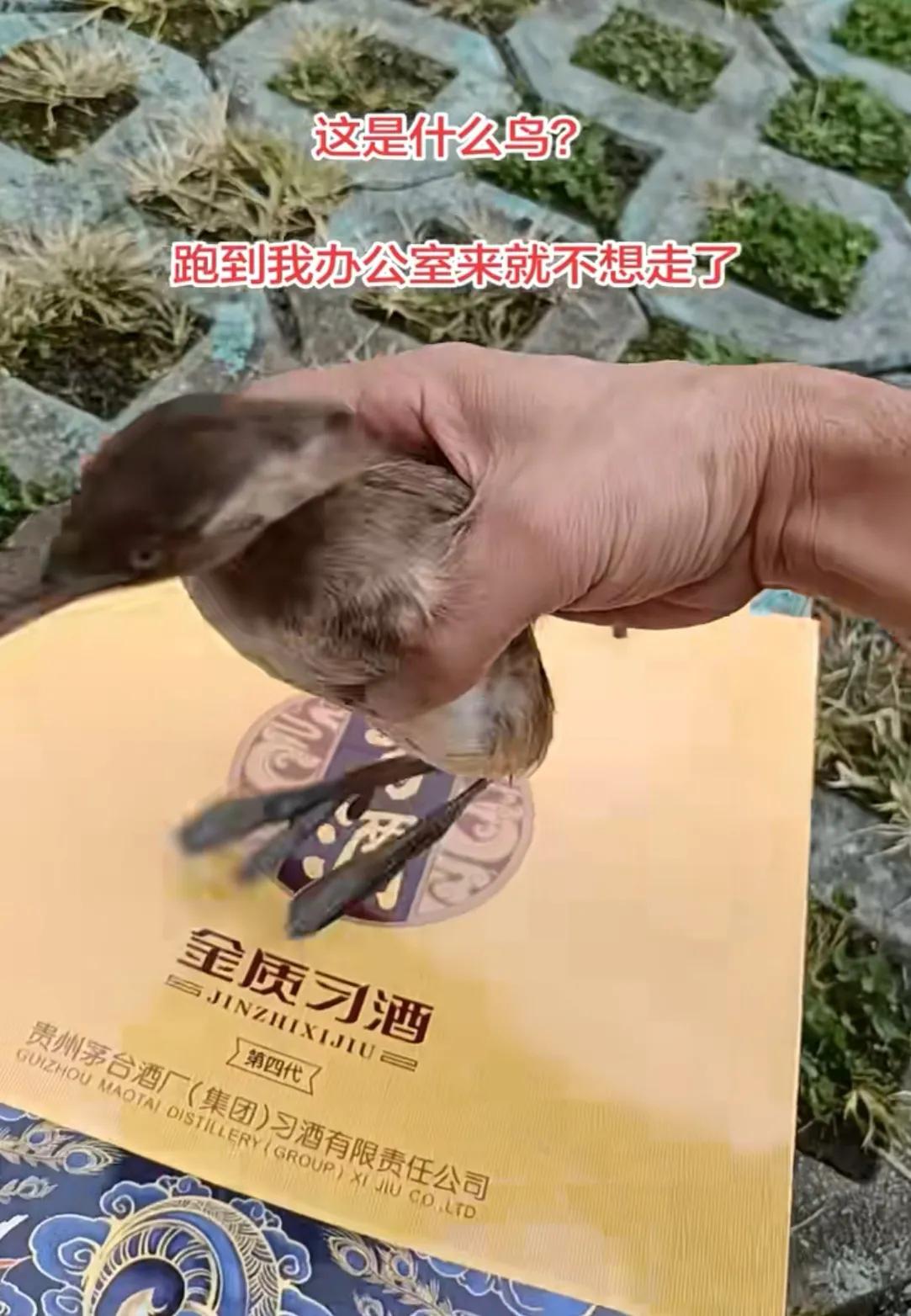 办公室突然来了一位不速之客，赖着不肯走！这个小家伙叫小䴙䴘，俗称王八鸭子，是保
