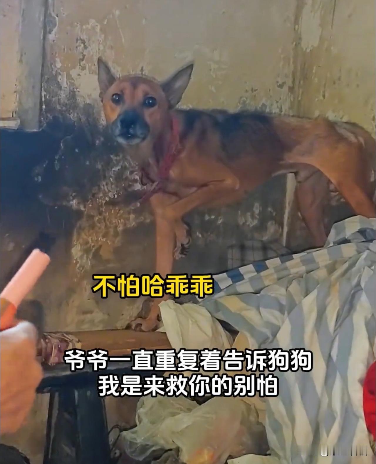 看得我热泪盈眶！一位独居老人在家中离世，他的狗狗不吃不喝，守着