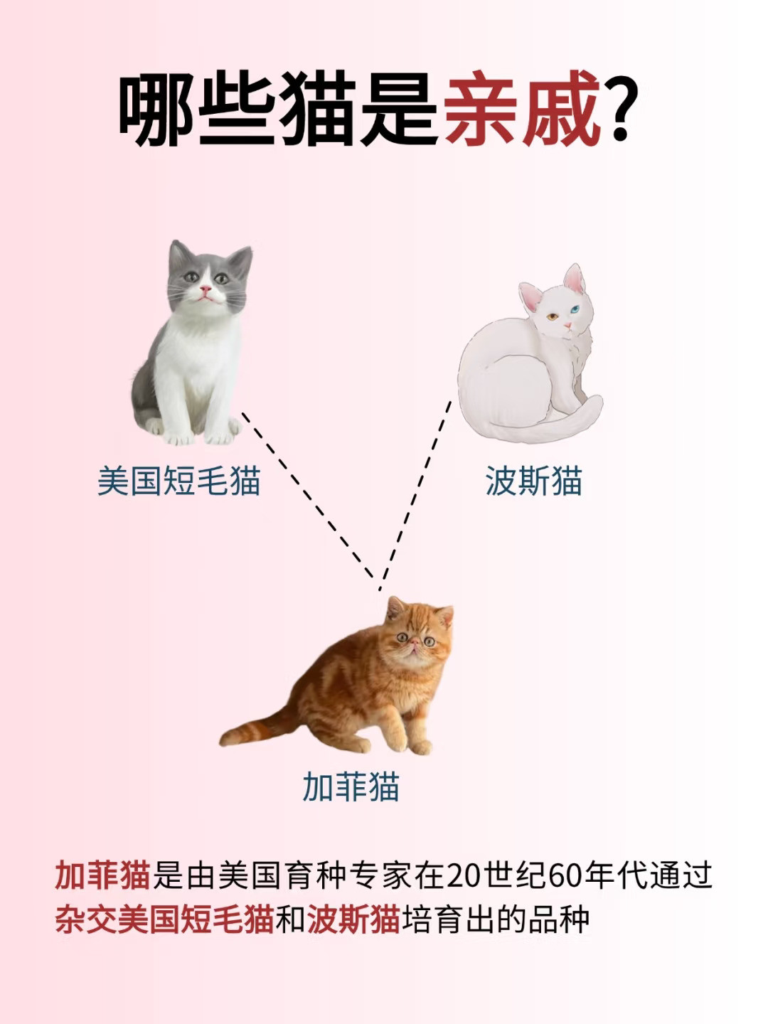 猫咪冷知识这些你知道吗