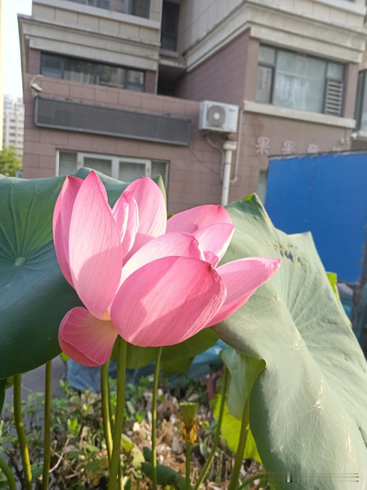 玄学提醒，你细品：1.爱操心的人，活得累。2.嘴巴笨的人，大多内心正直。