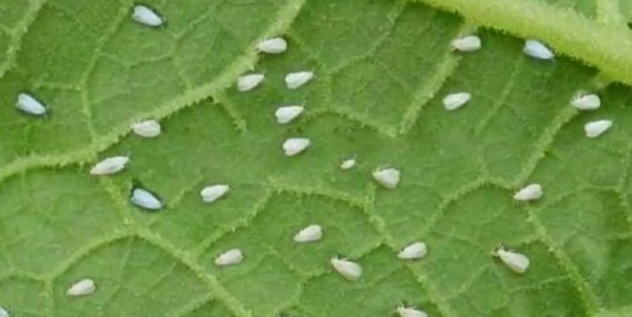 近日，河南省多个地区的网友纷纷发文、发视频吐槽：漫天都是小白虫，跟下雪似得。出门