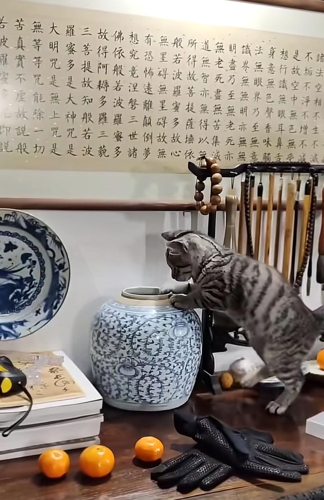 猫简直就是个小捣蛋鬼，不过，它也有超萌的一面，它居然钻了进插花的花瓶里，小脑袋探