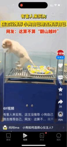 “认定你了”，近日，某宠物店里，有人来买小狗，店主正在向顾客推荐时，从最里面的一