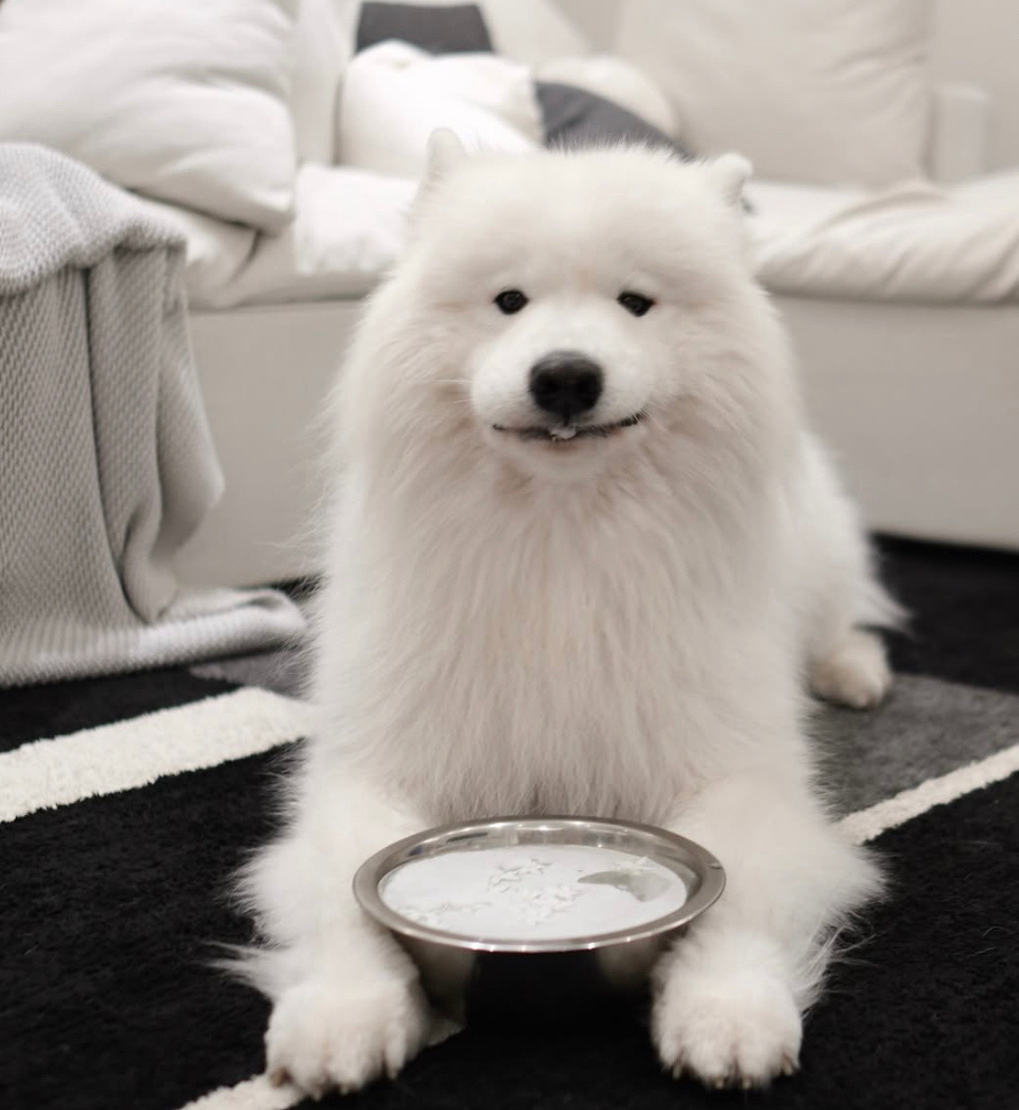 萨摩耶：我的狗盆被冻住了，有没有好心人帮帮忙耶