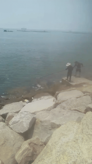 一名男子在江苏南通大唐电厂附近的海边意外钓到一条野生大石斑鱼！这条鱼看起来至少