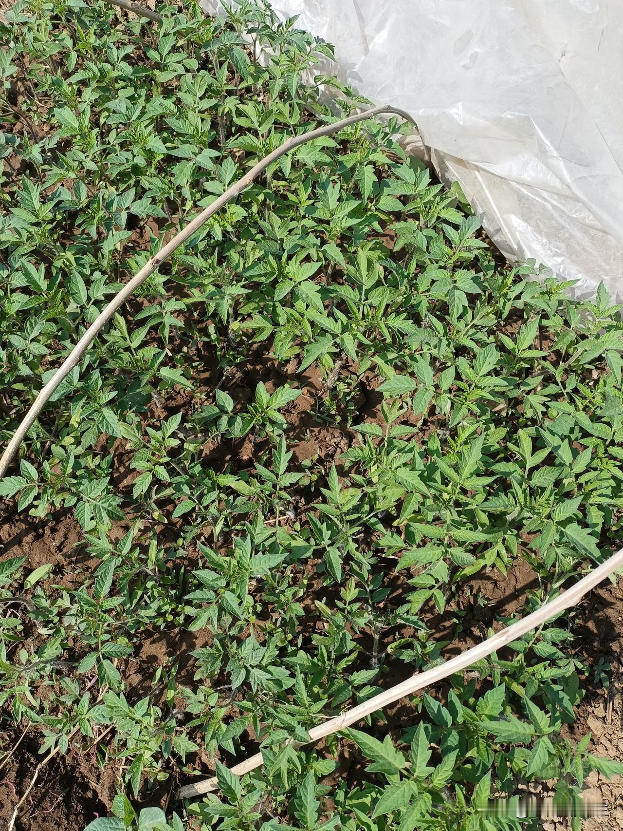 今天下午我跟老公去菜园栽菜苗，老妈说了，下午准备栽西红柿苗，栽茄子苗。西红柿