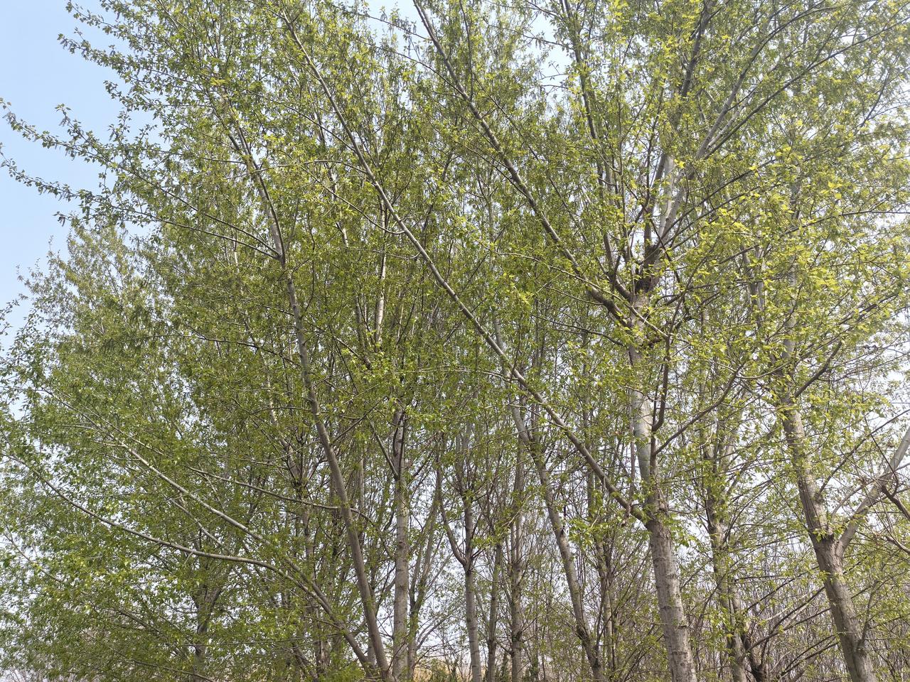 杨树长出了嫩芽。