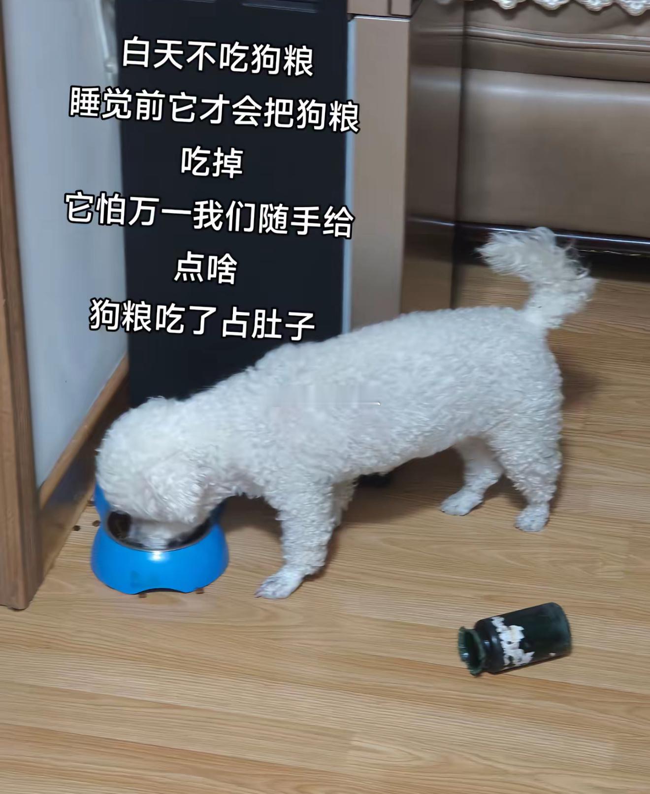 哈哈哈哈哈哈哈抖音这个系列看的笑鼠我了​​​
