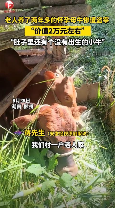 缺了大德了！湖南郴州，一老人养了头怀孕母牛，可没想到，有人竟趁着晚上，将母牛给偷