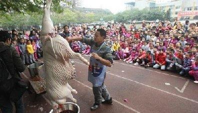 幼儿园让孩子集体观看杀猪过程, 引热议! 是因材施教还是不良教育?