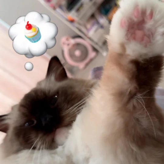 九月礼貌发小猫向你发起摸好运猫jio申请