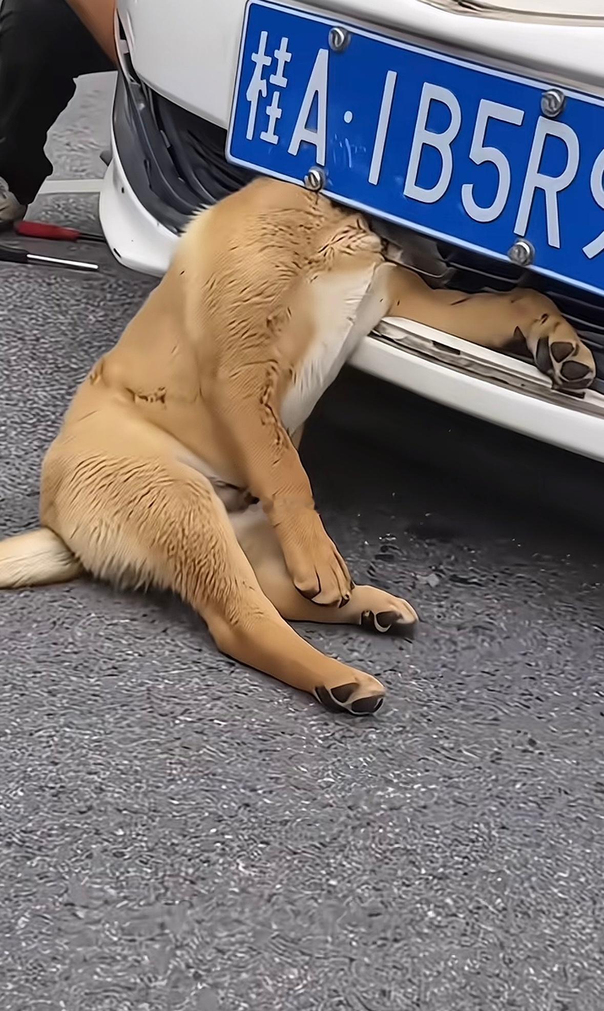 吠狗被撞了。起锅烧油？