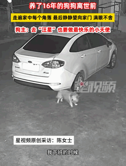 万物皆有灵！湖南湘潭，一女子下班回家，发现陪伴了16年的爱犬已经冰冷僵硬。她心痛