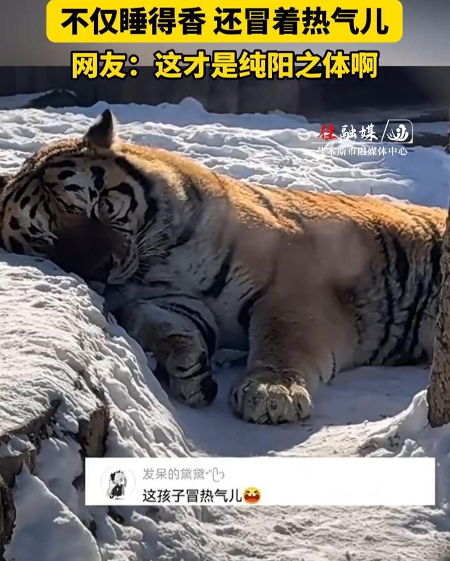 这回东北虎算是把过冬过明白了。游客看到它在雪地里睡觉还冒热气，觉得稀奇。其实