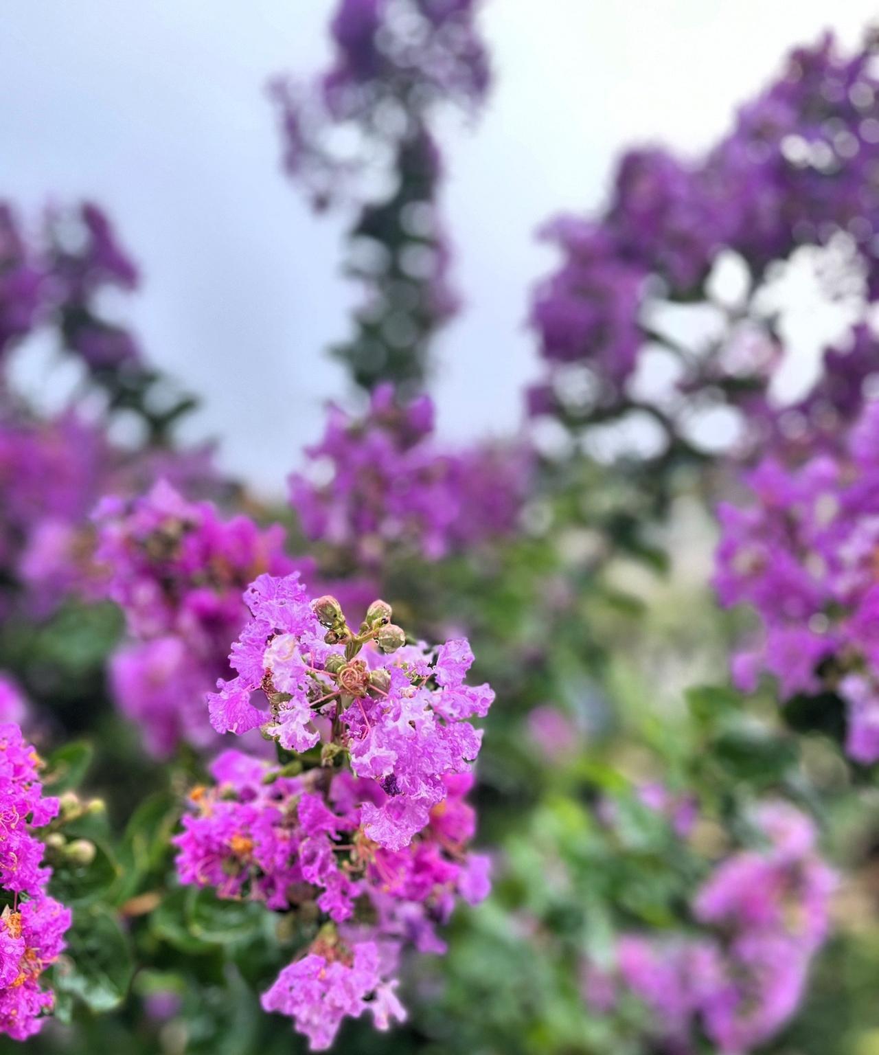 王小波曾说：“我来这个世界，就是来看花怎么开，水怎么流，太阳怎么升起，夕阳何时落