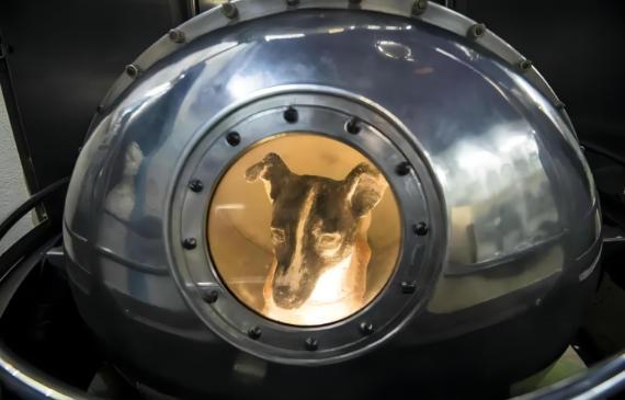 67年前，流浪狗“莱卡”被送入了外太空。莱卡的本名是库德里亚夫卡（Kudrja