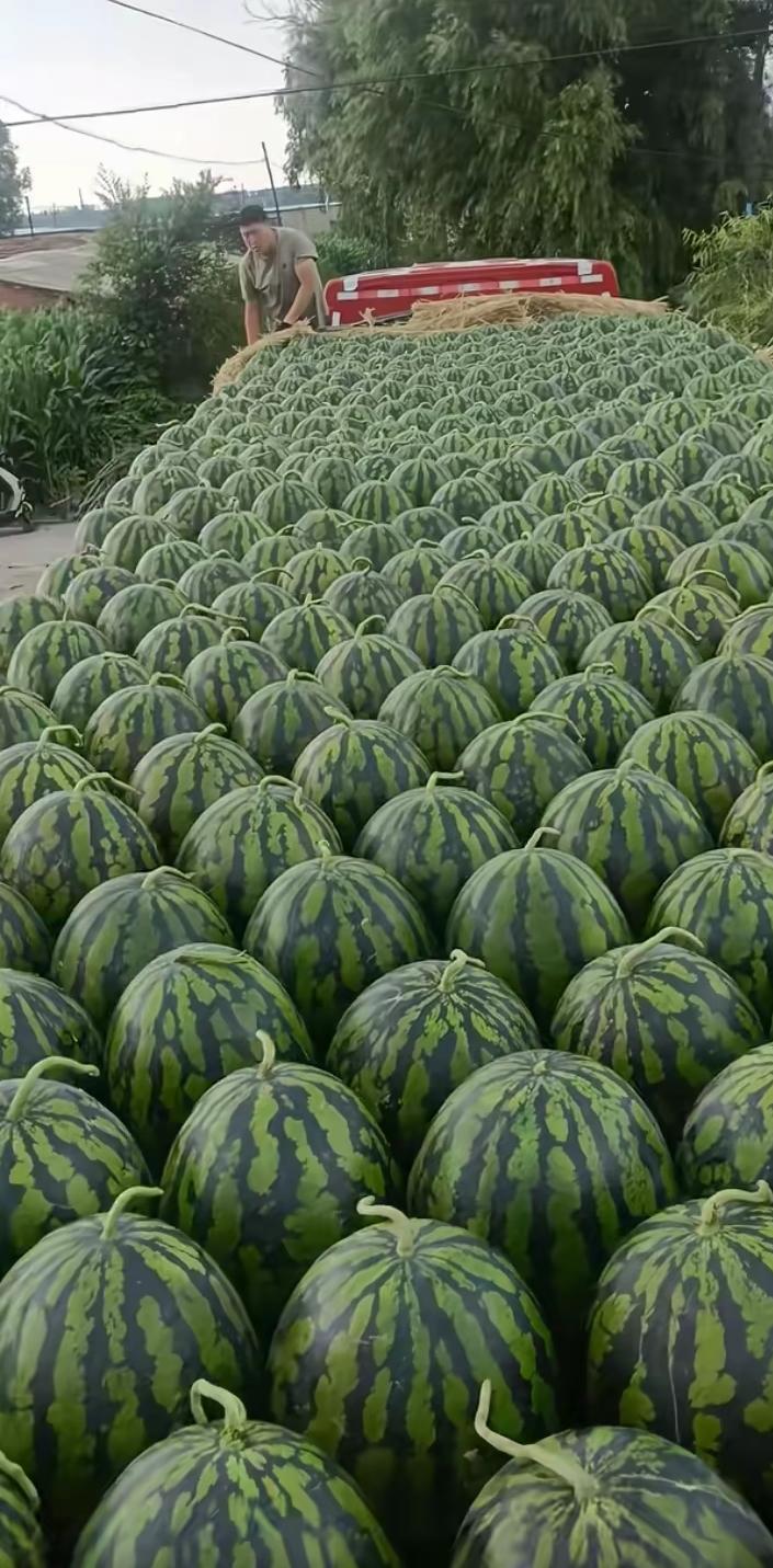 这瓜不但摆放装车好看，懂眼的一看，还知道这西瓜肯定好吃是什么样的种植户，能种出