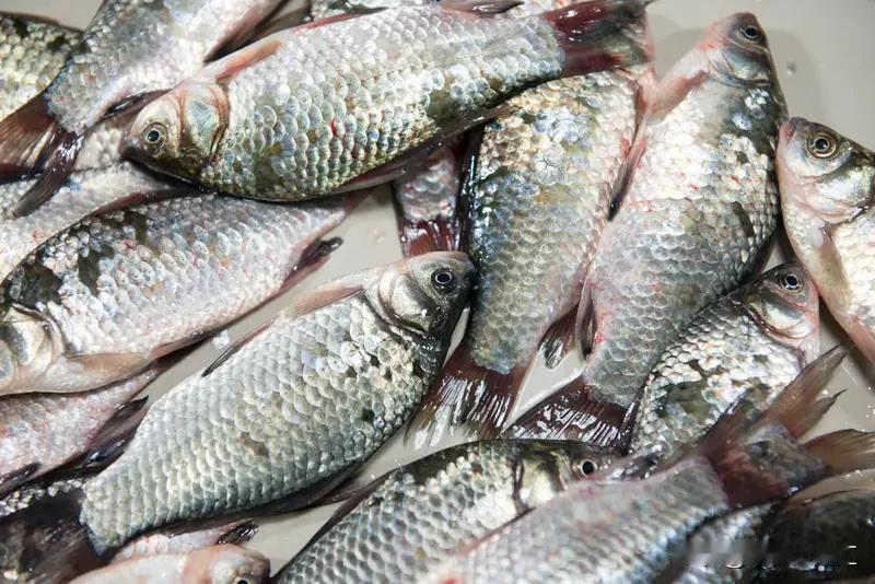 冰冻过的鲫鱼还真有可能复活！2024年4月19日，数鲜云冻公司的技术人员做了个实