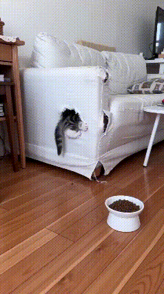 刷到直接沦陷！谁家猫咪住这么有创意的“豪华别墅”啊🏠主人把布艺沙发扶手改造升