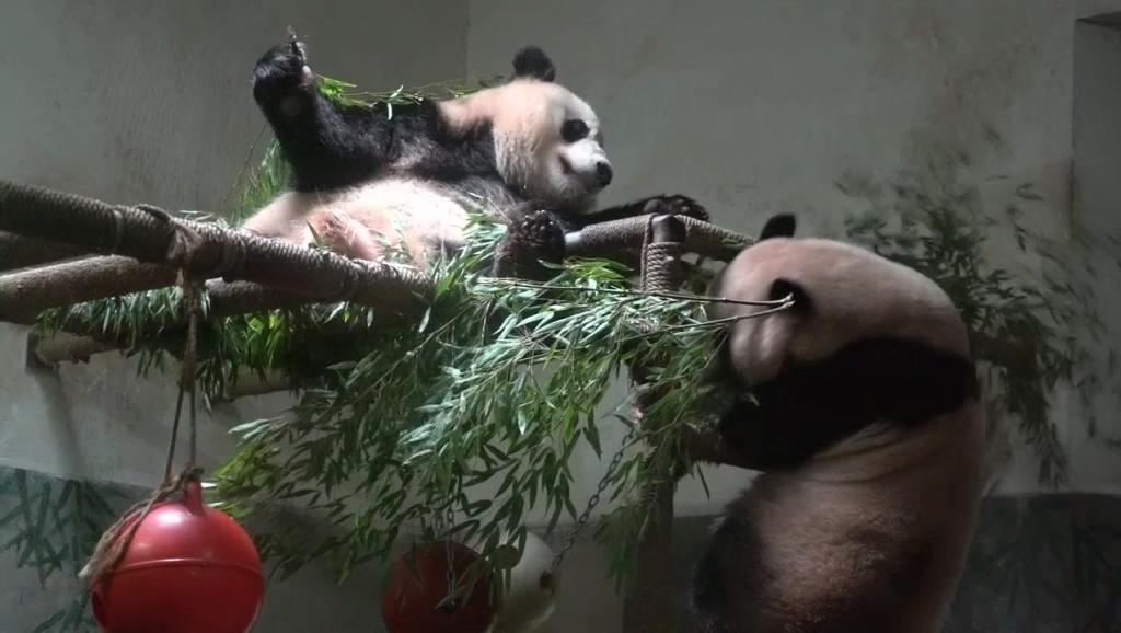 野生熊猫纪实《熊猫列传》:娇娇的幸福生活