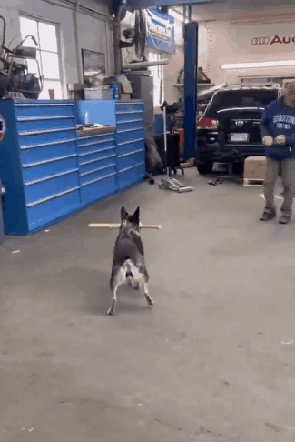 如果棒球有分等级，狗子的球技属于什么级别的存在？